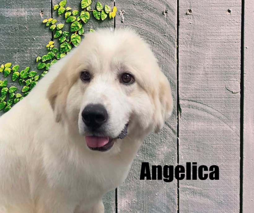 Angelica