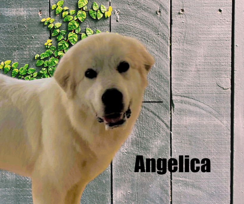 Angelica