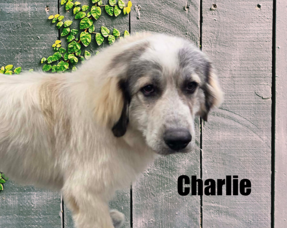 Charlie & Katherine