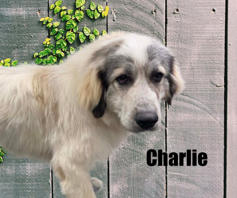 Charlie & Katherine