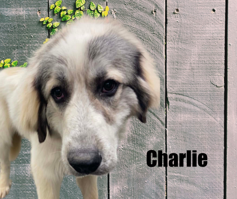Charlie & Katherine