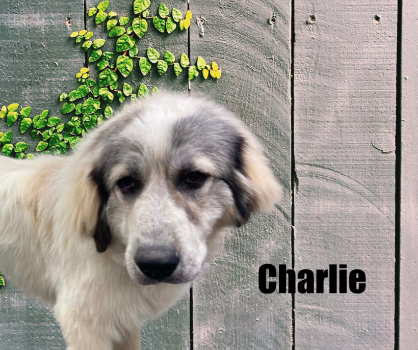 Charlie & Katherine