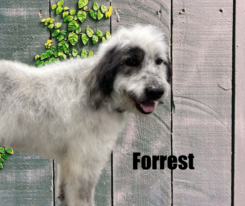 Forrest