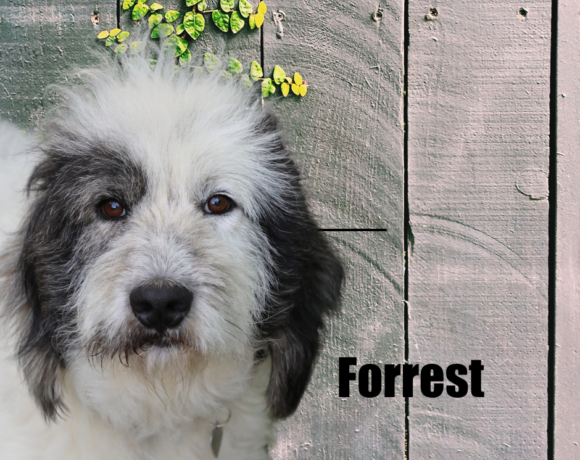 Forrest