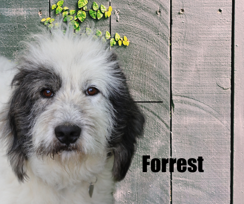 Forrest