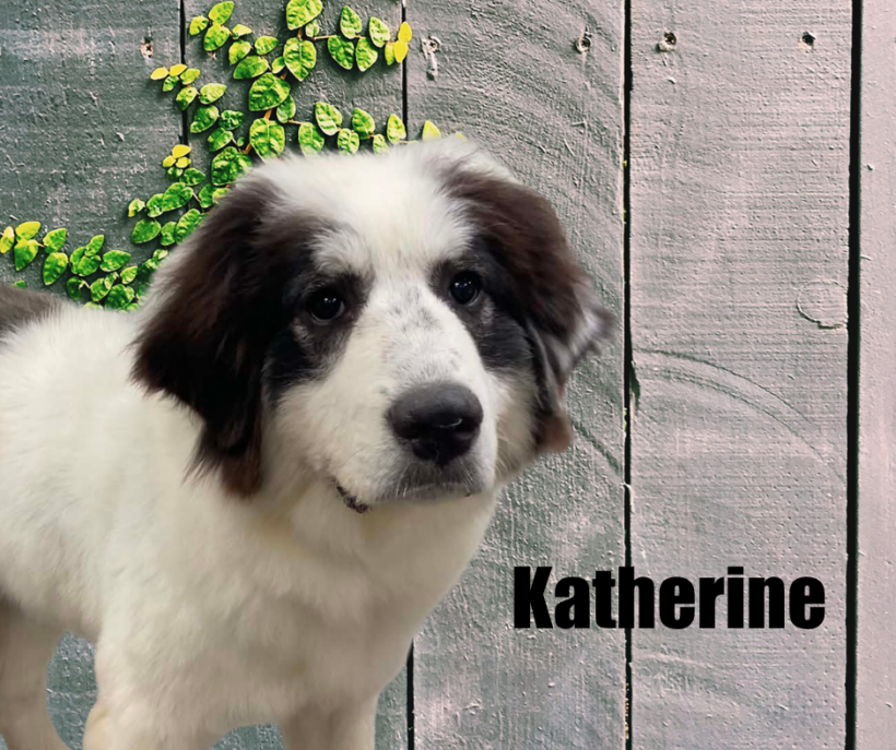 Charlie & Katherine