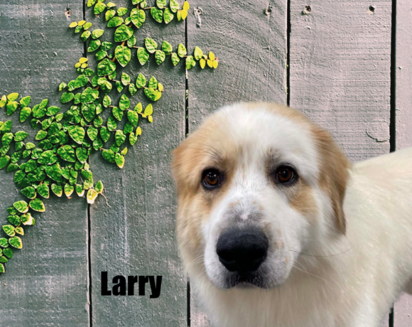Larry