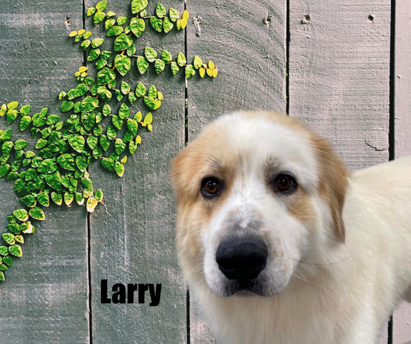 Larry
