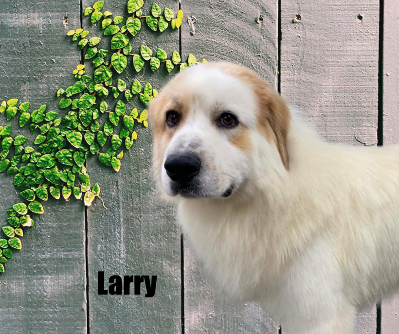 Larry