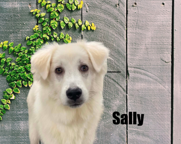 Sally