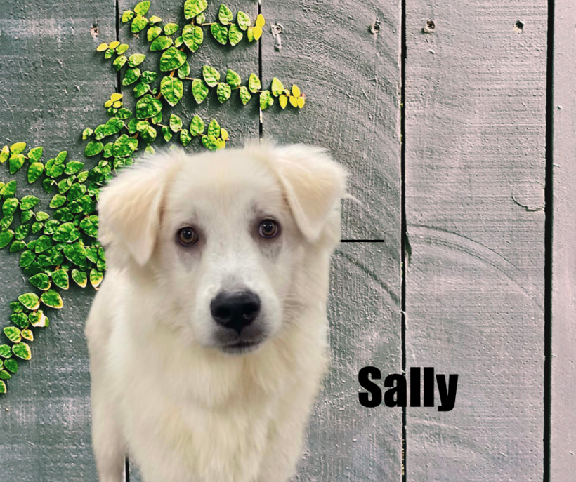 Sally Sally