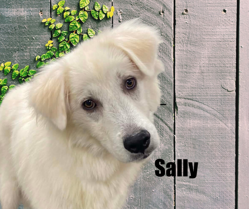 Sally Sally