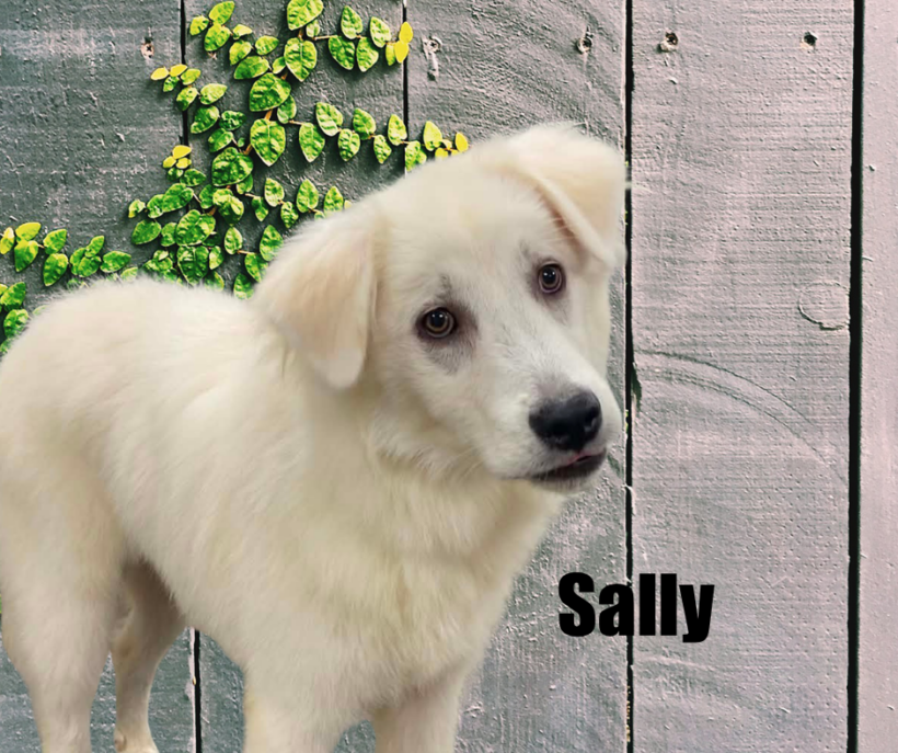 Sally Sally