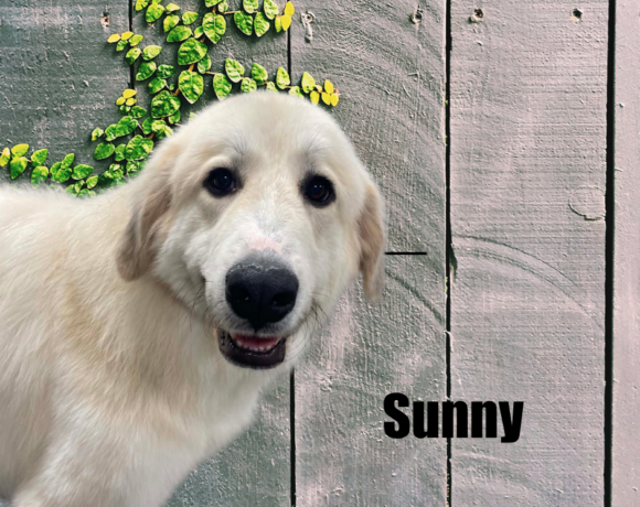 Sunny
