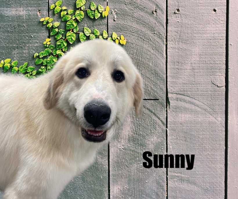 Sunny Sunny