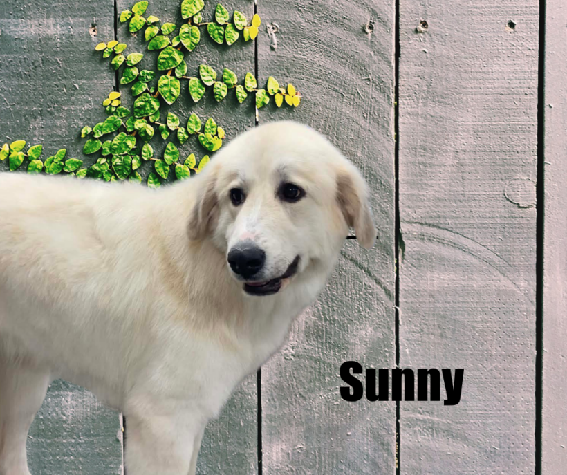 Sunny Sunny