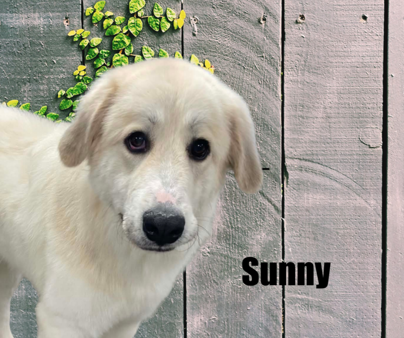 Sunny Sunny