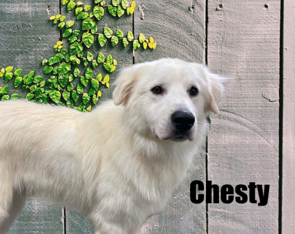 Chesty Chesty