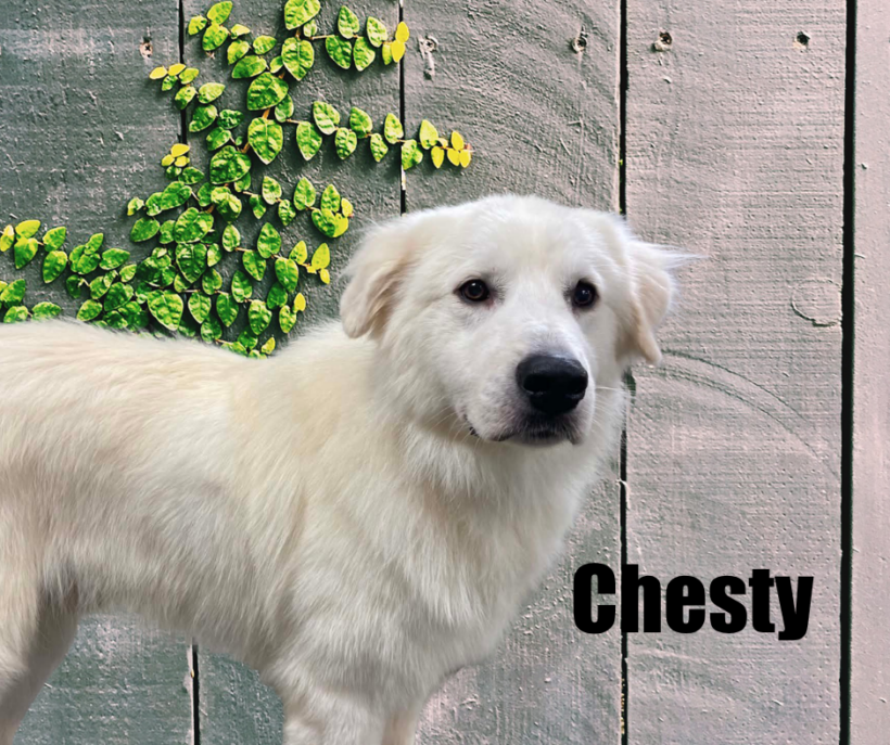 Chesty Chesty