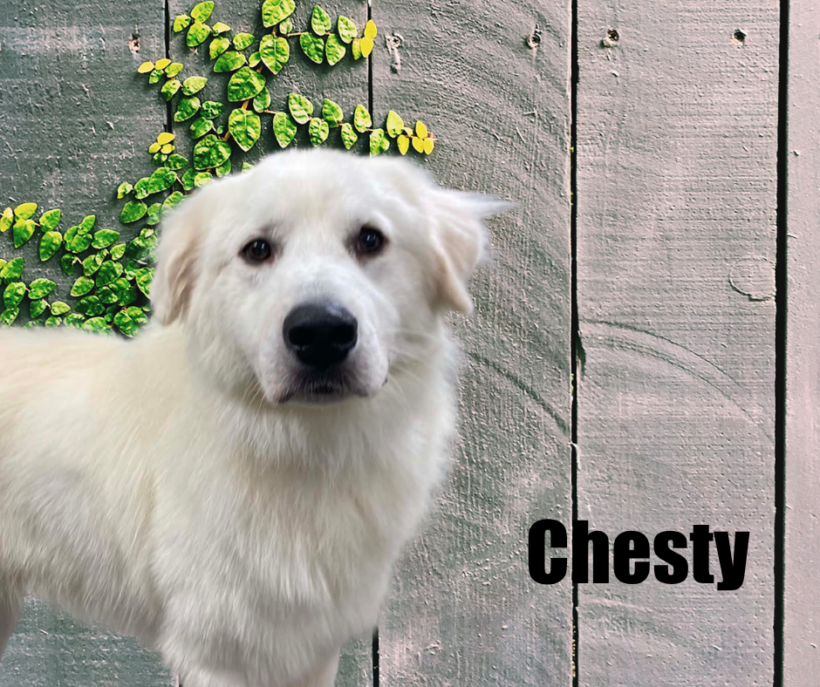 Chesty Chesty