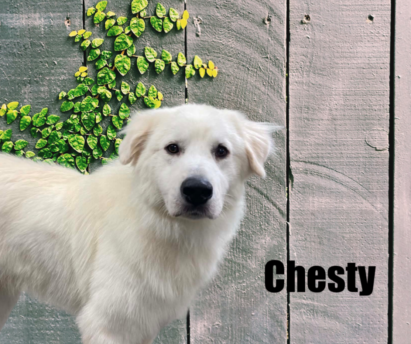 Chesty Chesty
