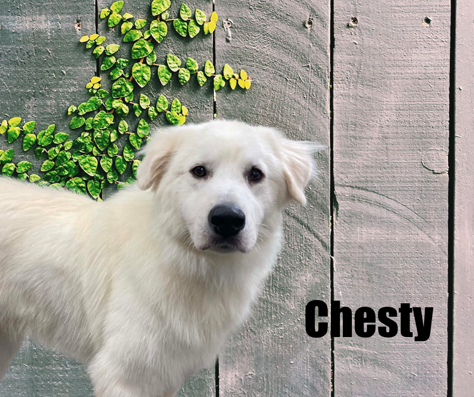 Chesty Chesty