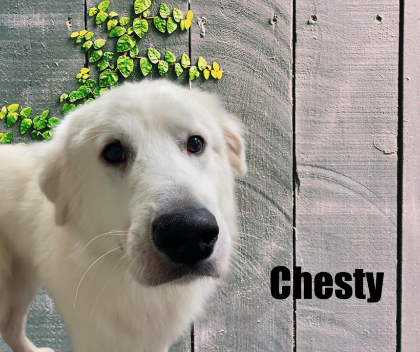 Chesty Chesty