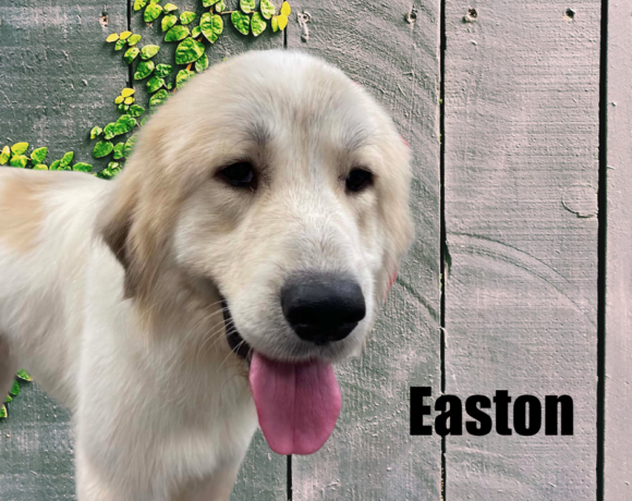 Easton Easton