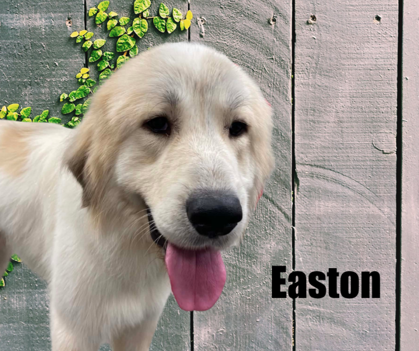 Easton