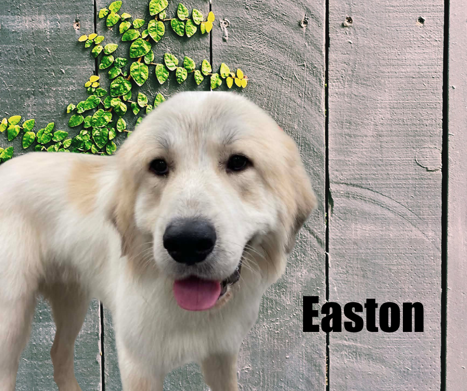 Easton Easton