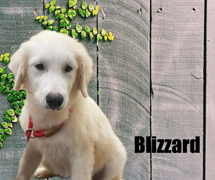 Yukon, Glacier, Blizzard, and Frost Yukon, Glacier, Blizzard, and Frost