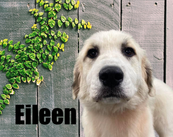 Eileen
