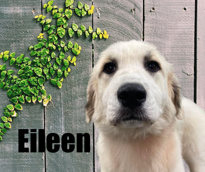 Eileen