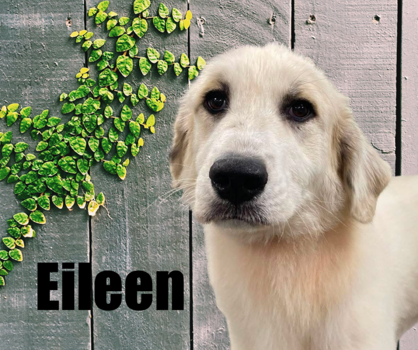 Eileen