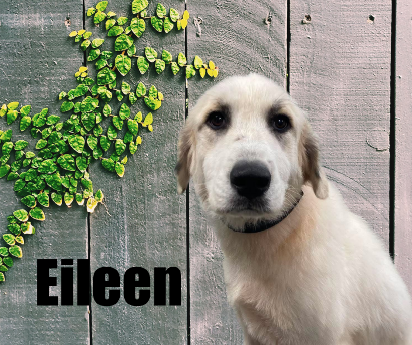 Eileen