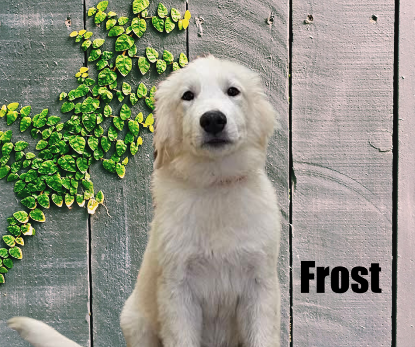 Yukon, Glacier, Blizzard, and Frost Yukon, Glacier, Blizzard, and Frost