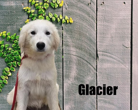 Yukon, Glacier, Blizzard, and Frost