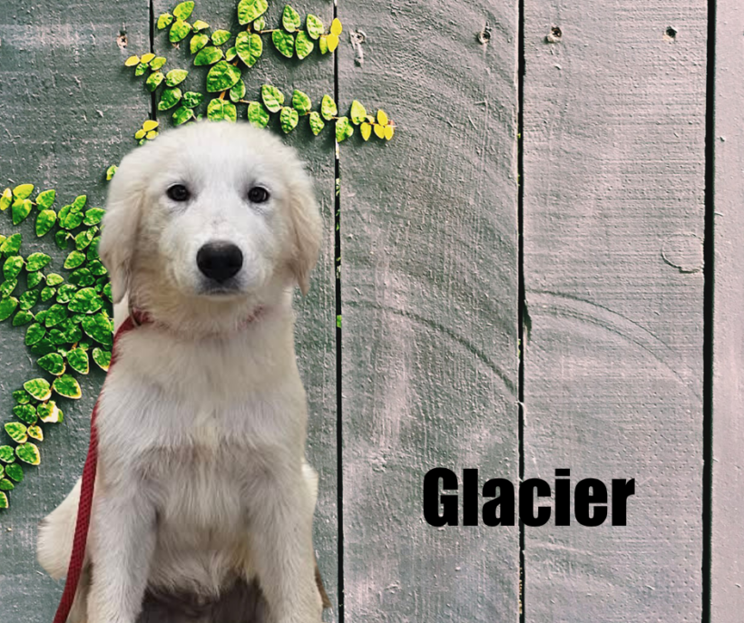 Yukon, Glacier, Blizzard, and Frost Yukon, Glacier, Blizzard, and Frost