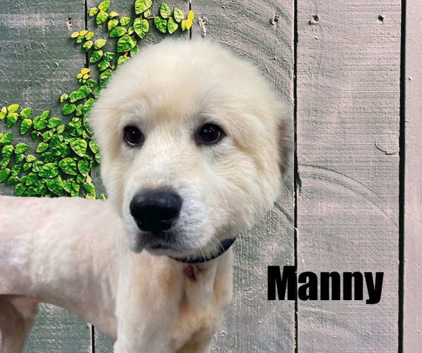 Manny