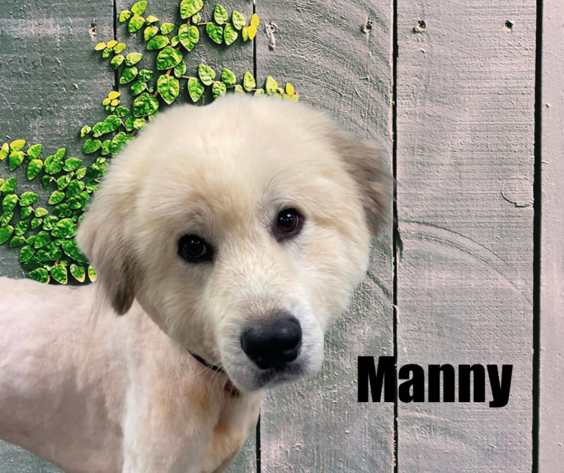 Manny
