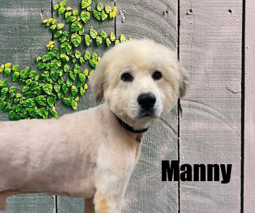 Manny