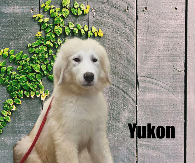 Yukon, Glacier, Blizzard, and Frost Yukon, Glacier, Blizzard, and Frost
