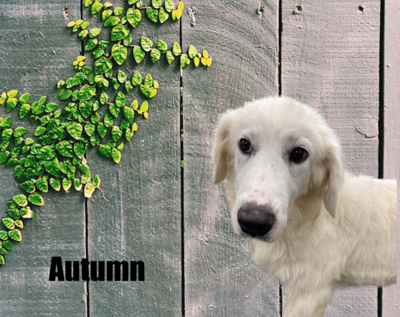 Autumn & Leif