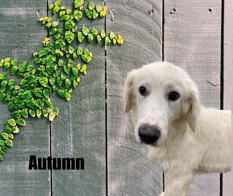 Autumn & Leif