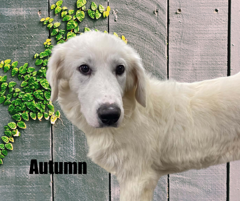 Autumn & Leif