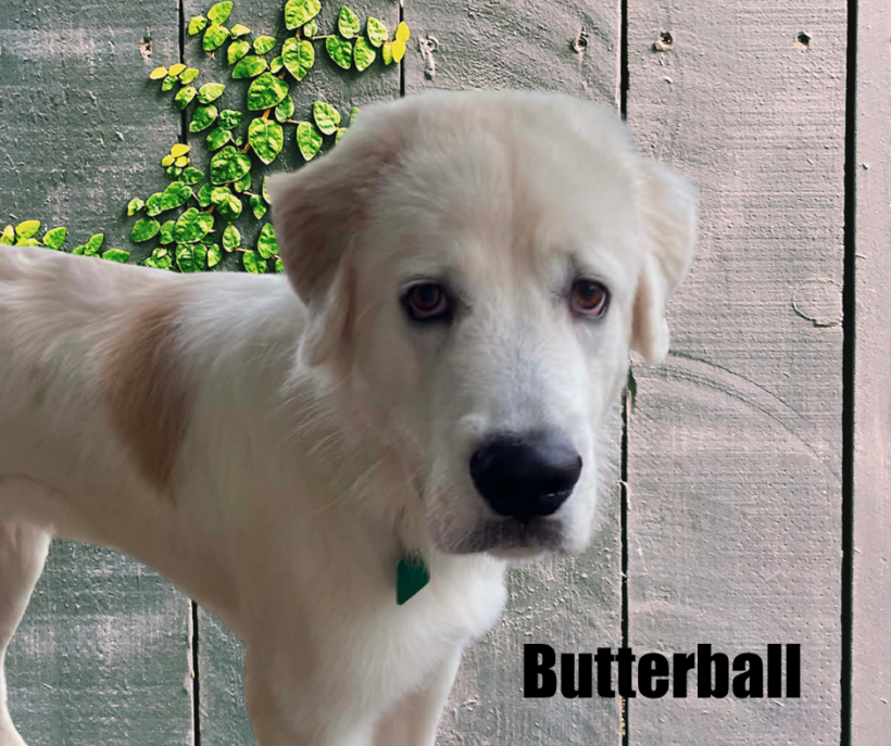 Butterball