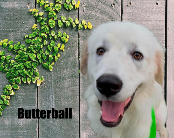 Butterball Butterball