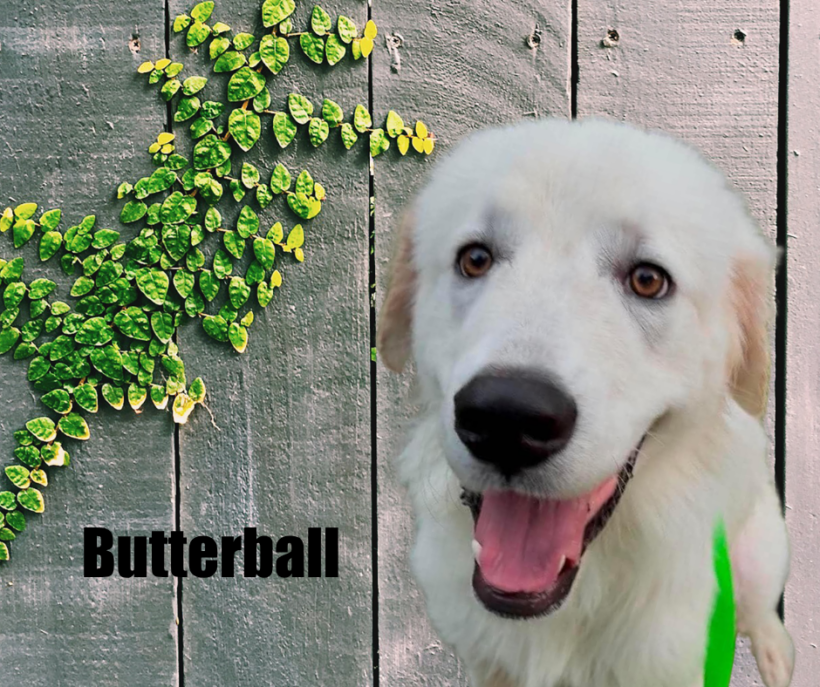 Butterball