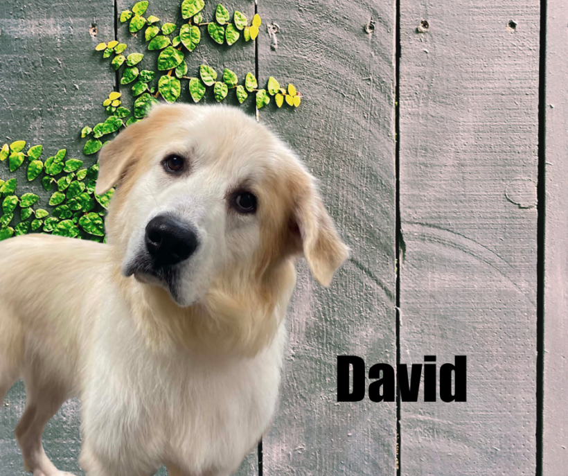 David