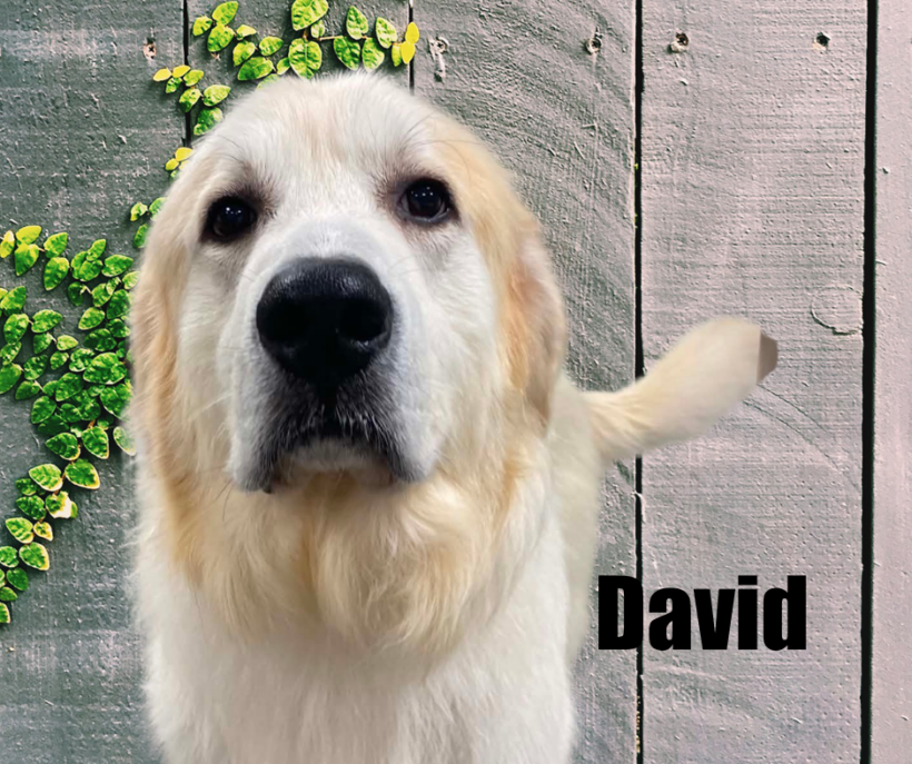 David